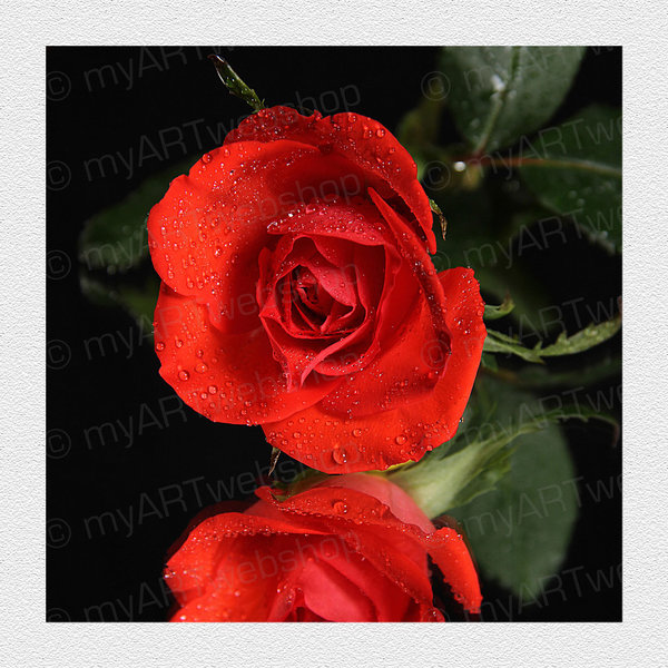 Rosenblüte (1)