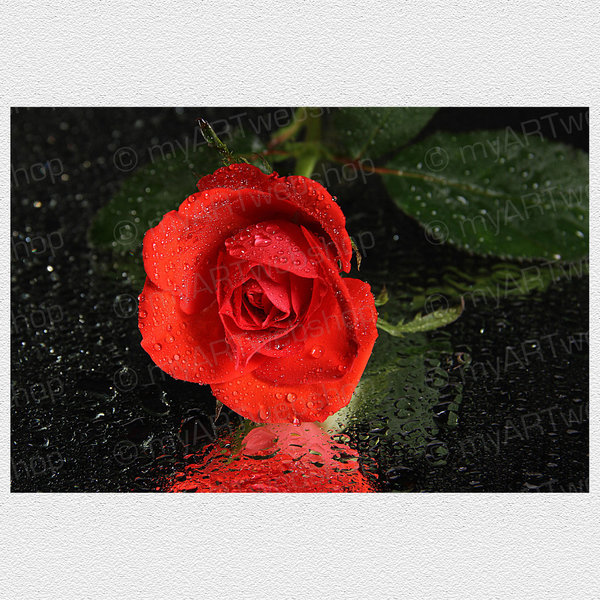 Rosenblüte (2)